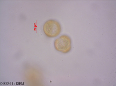 ISEM 1/Brassica_napus_29160/Brassica_napus_29160_0001(copy)_thumb.jpg